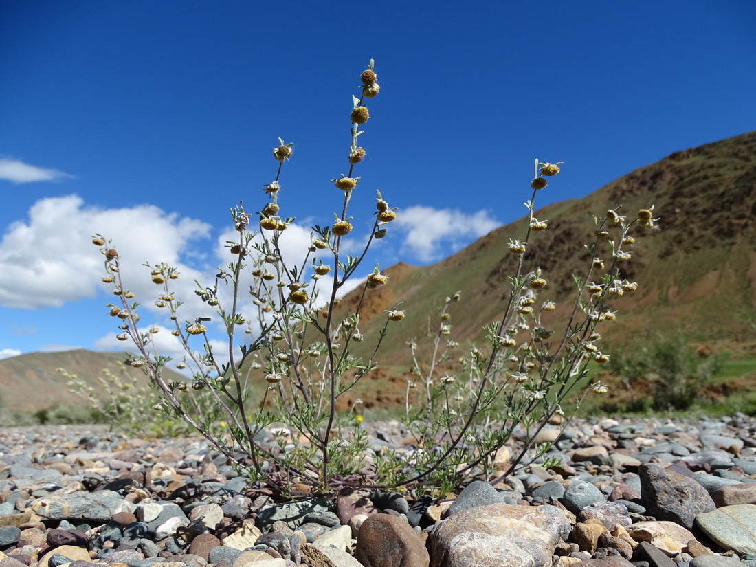 Изображение особи Artemisia macrocephala.