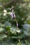 Hosta undulata