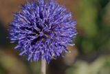 Echinops tataricus. Соцветие. Татарстан, Новошешминский р-н, остепненный луг на увале в окр. села Татарское Утяшкино. 4 июля 2016 г.