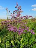 Limonium gmelinii