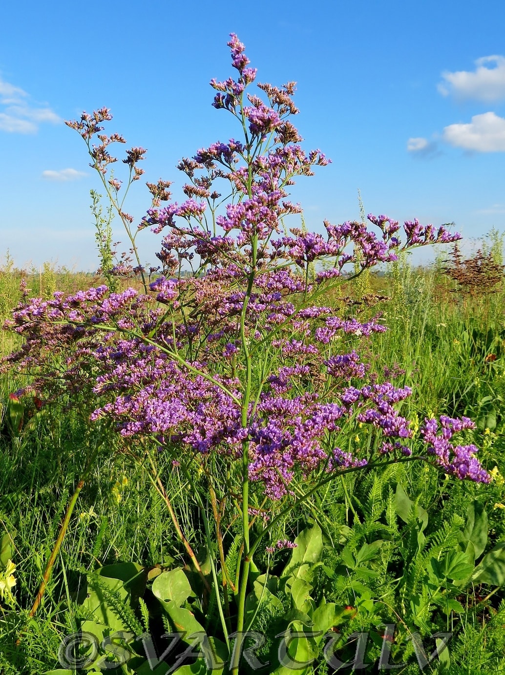 Изображение особи Limonium gmelinii.