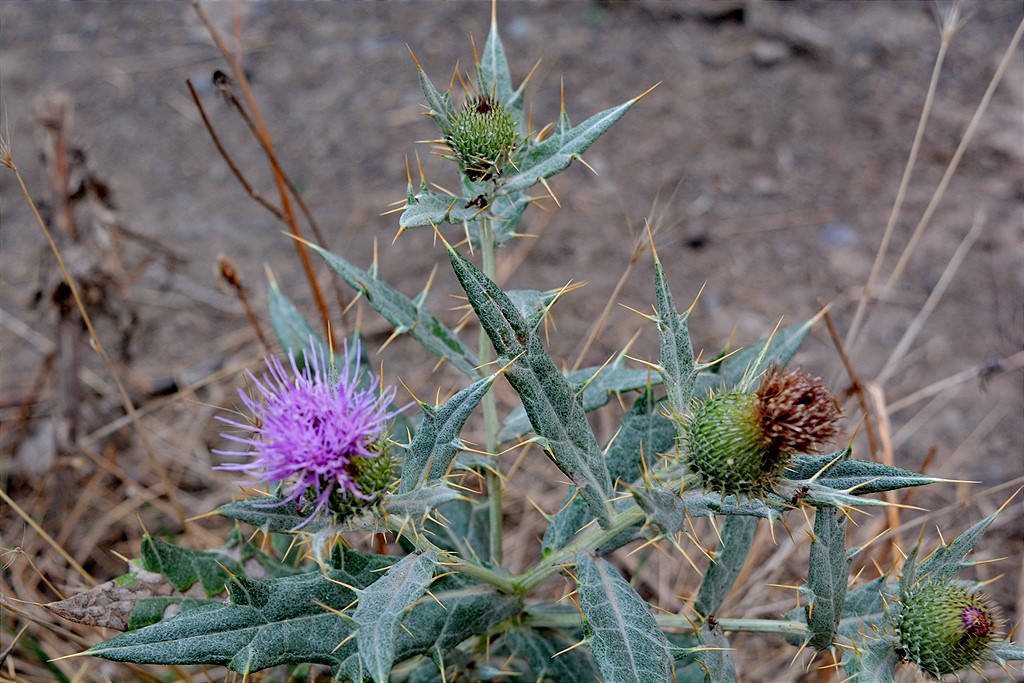 Изображение особи Cirsium argillosum.