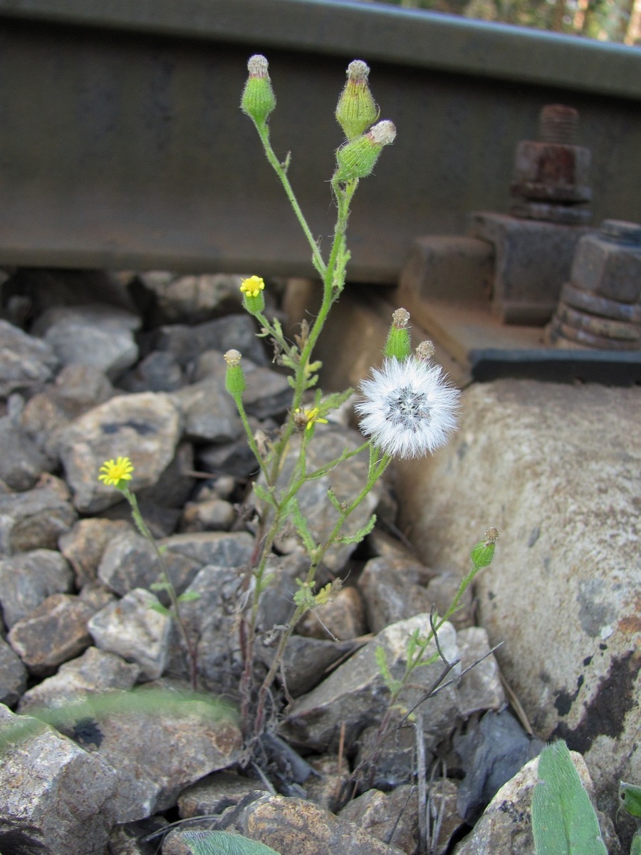 Image of Senecio viscosus specimen.