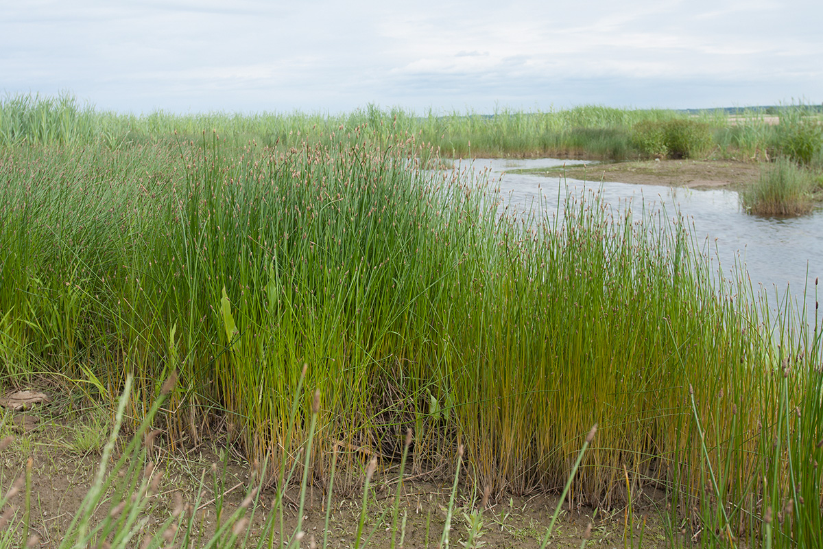 Изображение особи Eleocharis palustris.