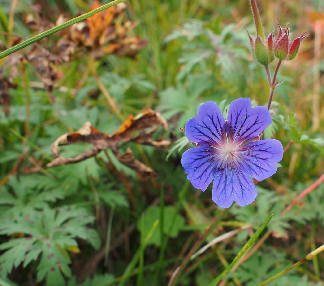 Изображение особи Geranium gymnocaulon.