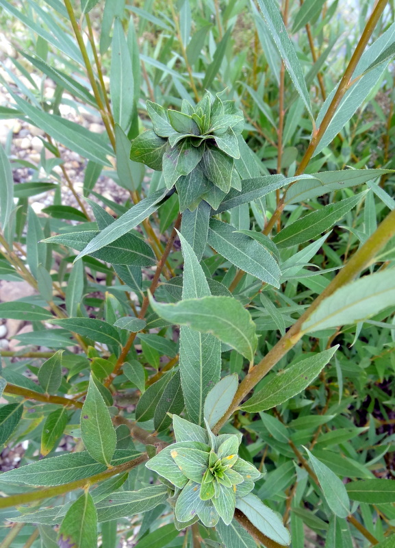 Image of genus Salix specimen.