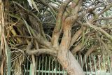 Parkinsonia aculeata. Верхняя часть ствола и основания ветвей старого дерева. Израиль, Шарон, г. Тель-Авив, ботанический сад \"Сад кактусов\", у северной ограды сада. 02.05.2016.