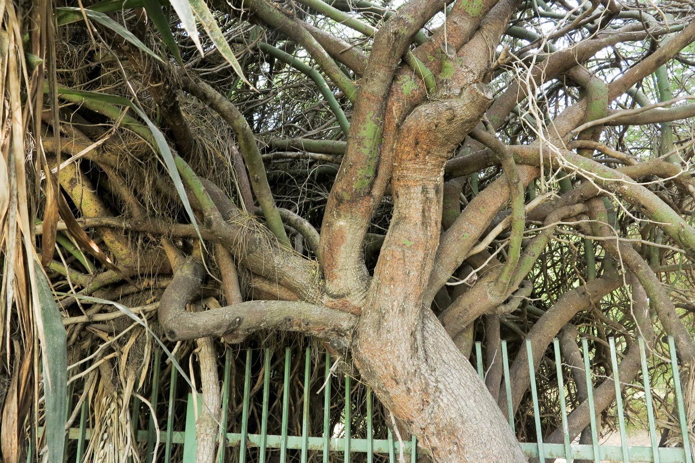 Image of Parkinsonia aculeata specimen.