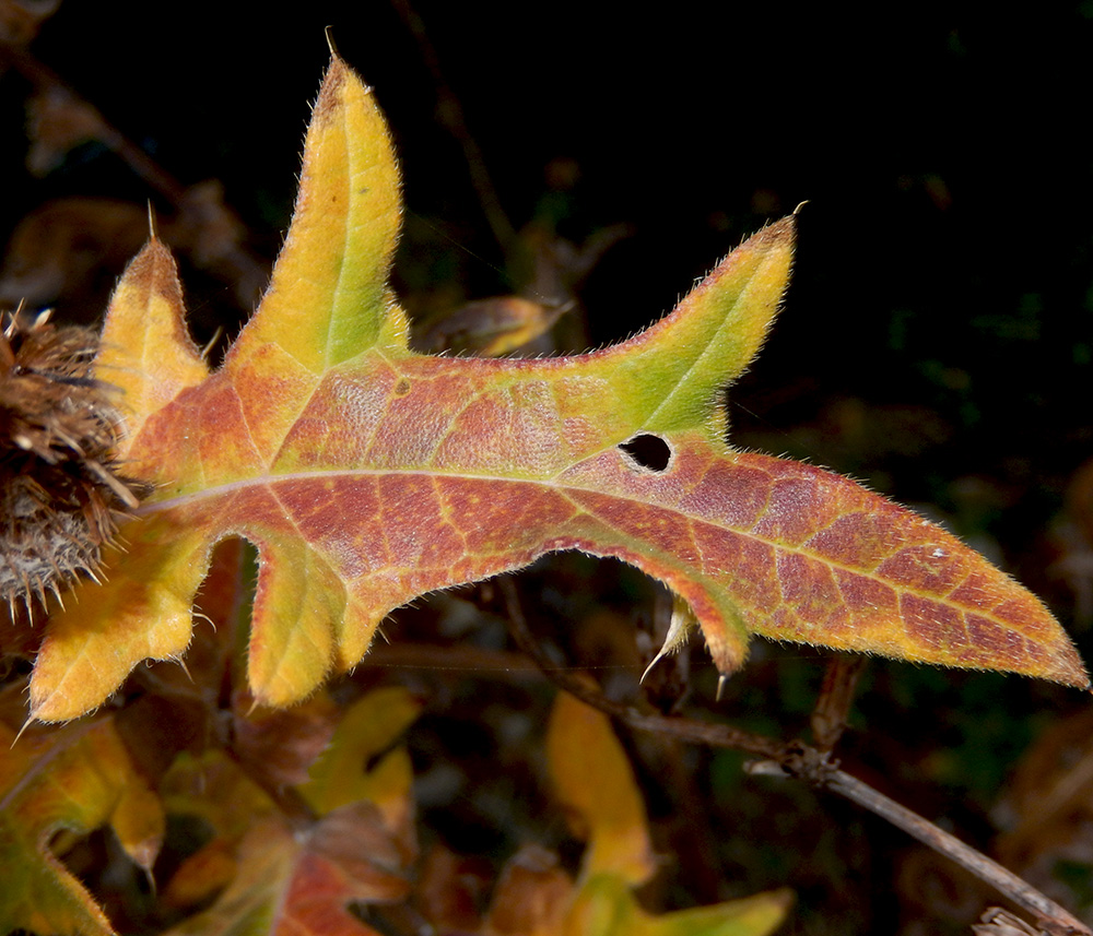 Image of Cirsium euxinum specimen.