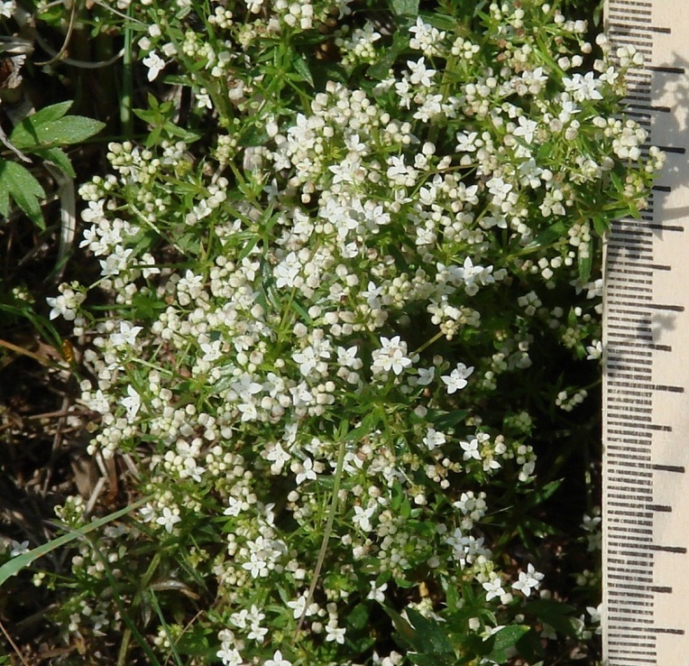 Изображение особи Galium uliginosum.