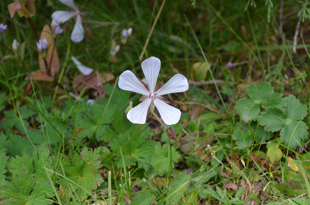 Изображение особи Geranium saxatile.