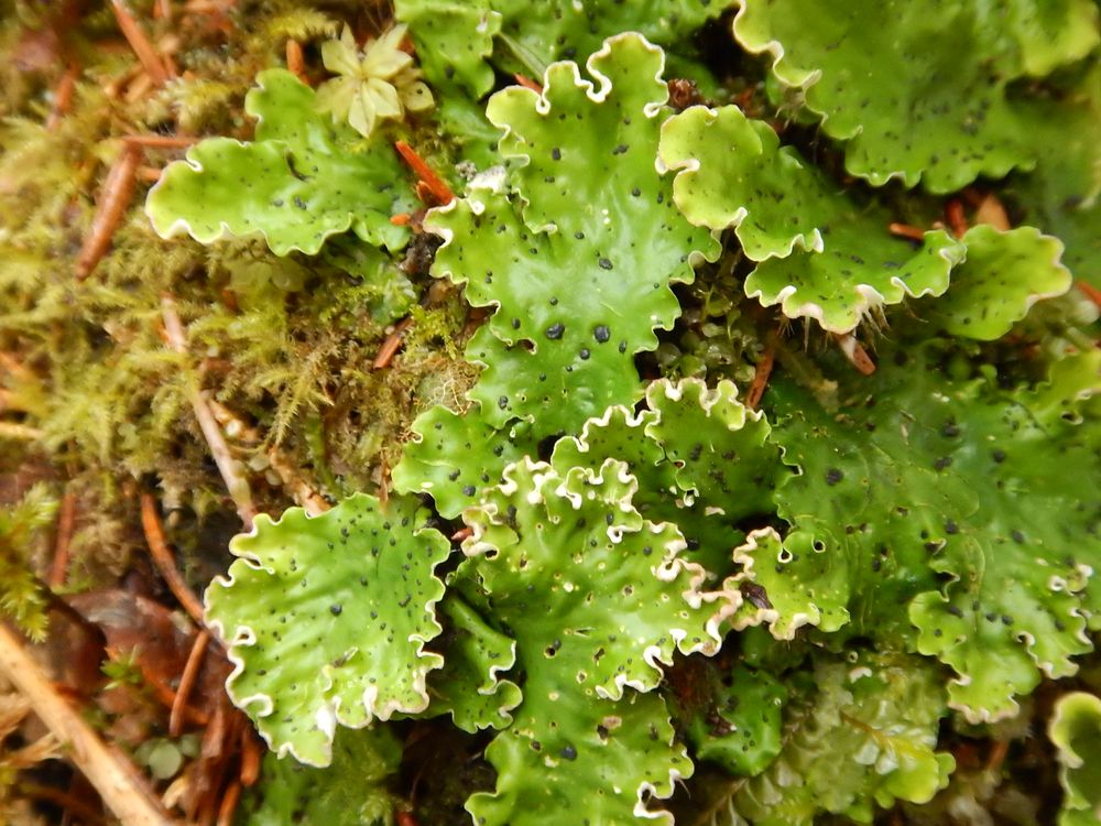 Image of Peltigera leucophlebia specimen.