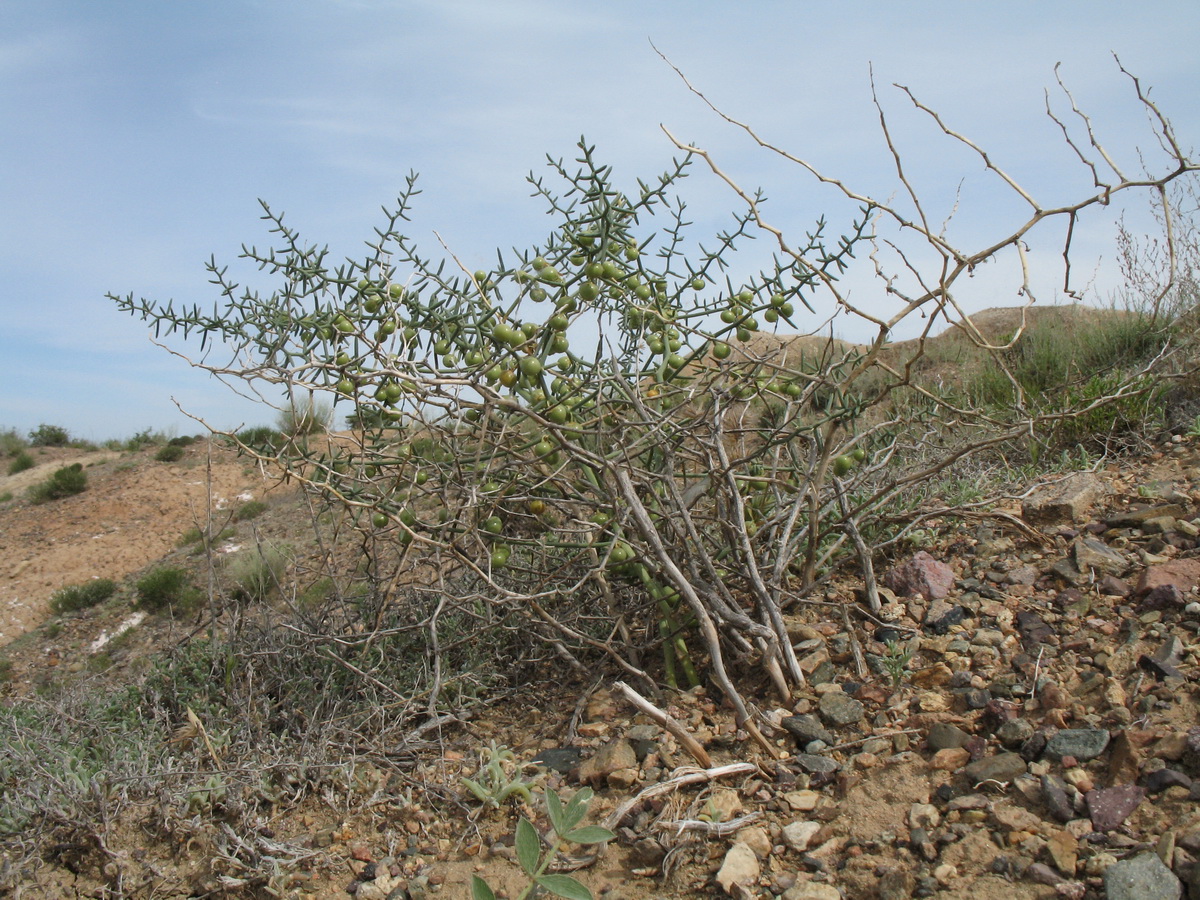 Image of Asparagus breslerianus specimen.