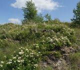 Spiraea trilobata