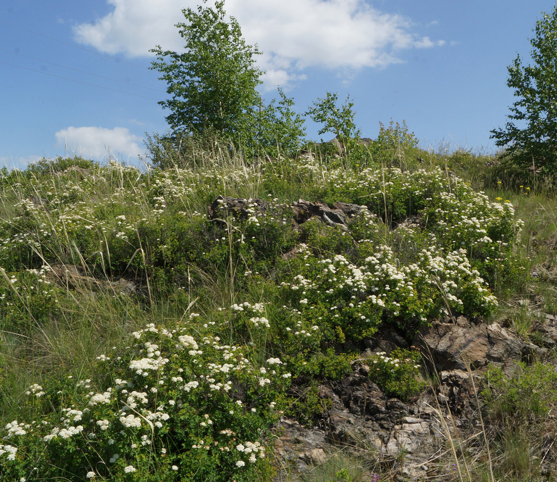 Изображение особи Spiraea trilobata.