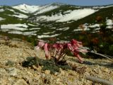 Dicentra peregrina