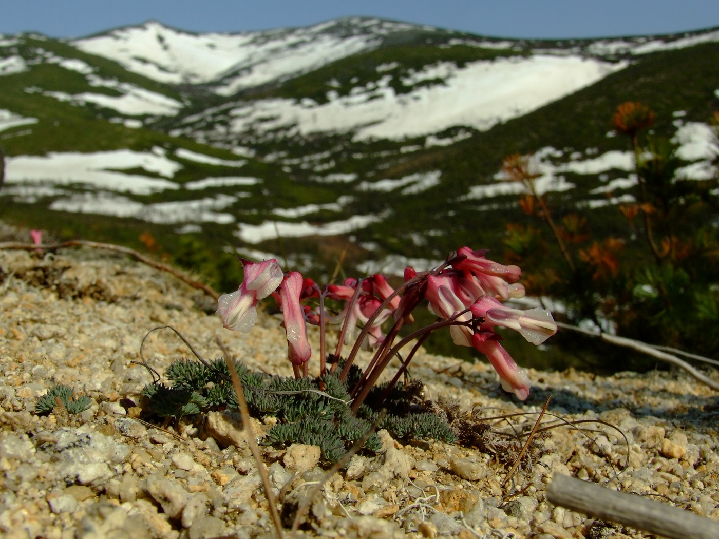 Image of Dicentra peregrina specimen.