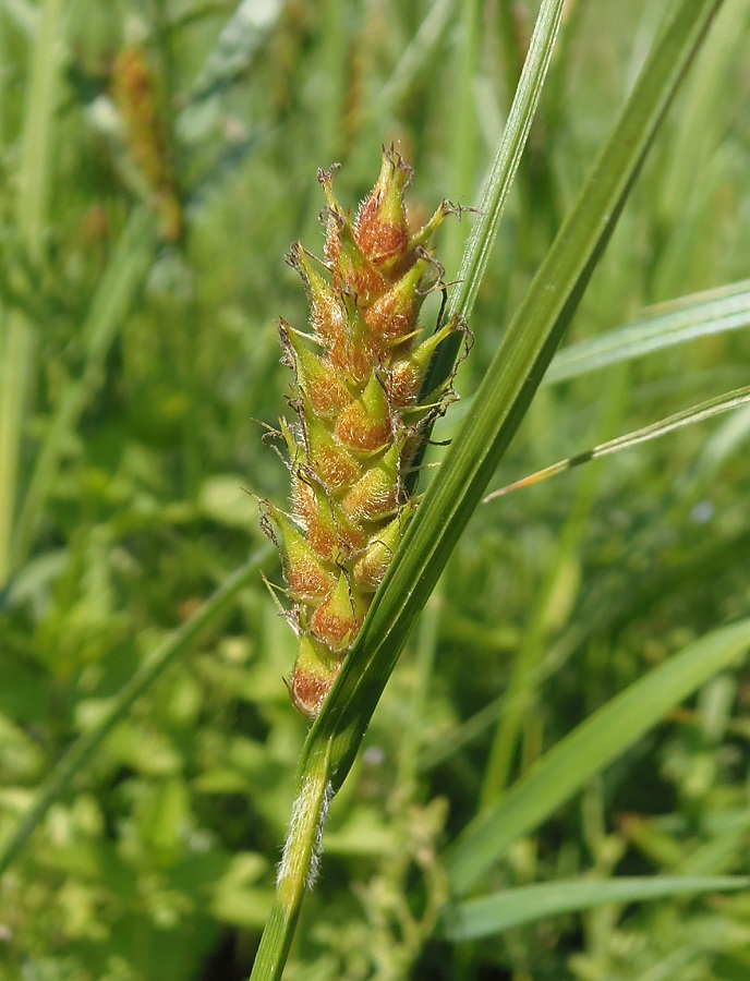 Image of Carex hirta specimen.