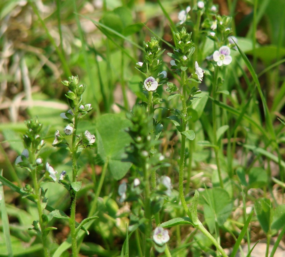 Image of Veronica serpyllifolia specimen.