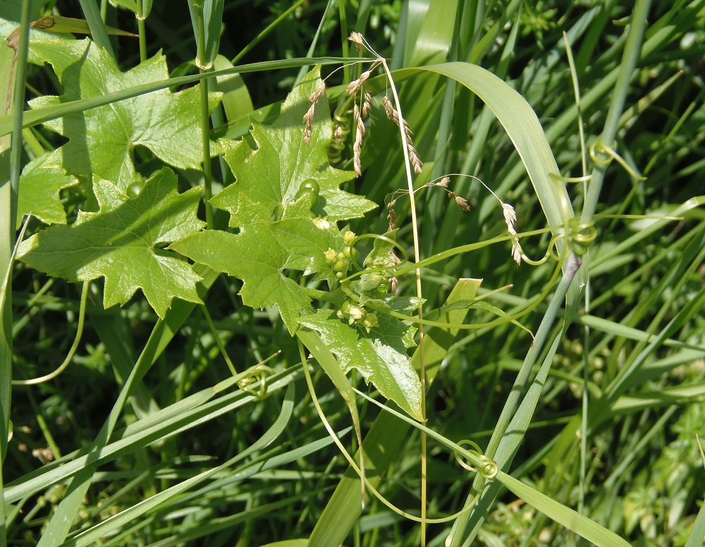 Image of Bryonia alba specimen.