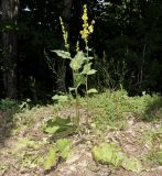 Verbascum nigrum