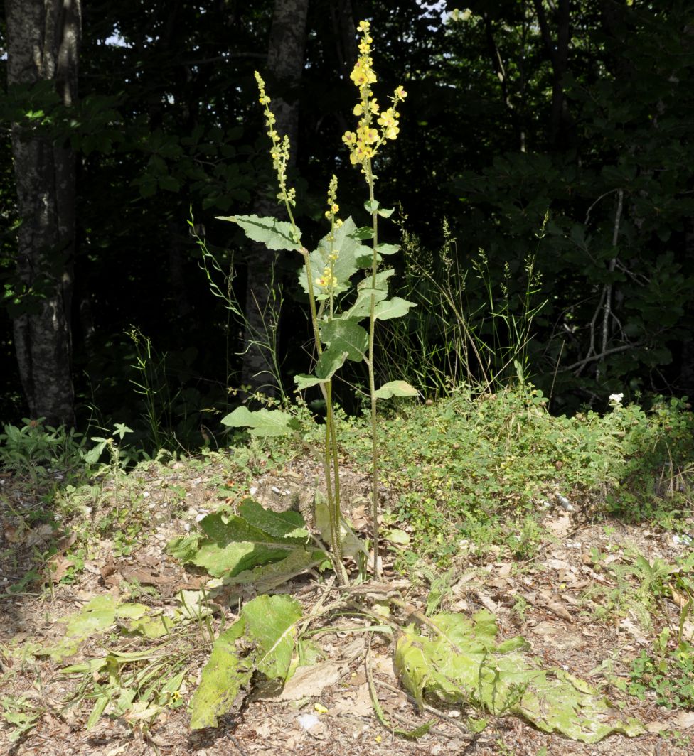 Изображение особи Verbascum nigrum.