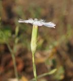 Dianthus ramosissimus. Цветок. Восточный Казахстан, Кокпектинский р-н, 25 км в горы от с. Пантелеймоновка, 1000 м н.у.м., вершина сопки. 19.07.2015.