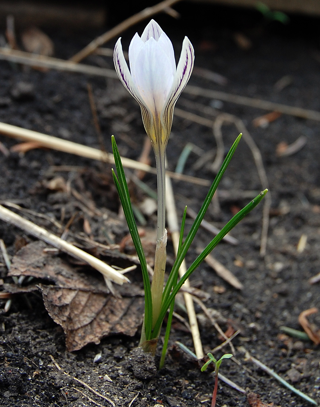 Изображение особи Crocus reticulatus.