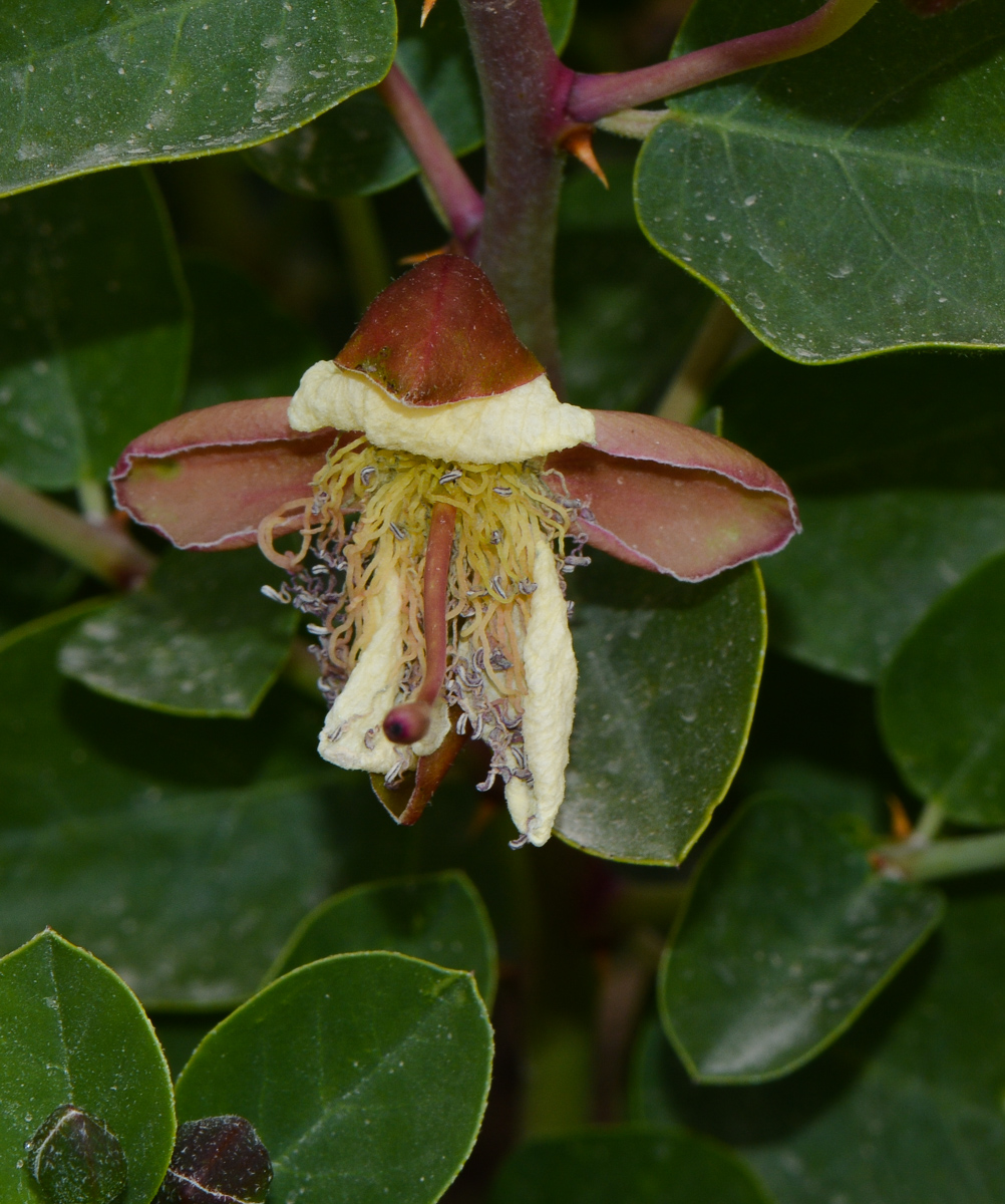 Изображение особи Capparis aegyptia.