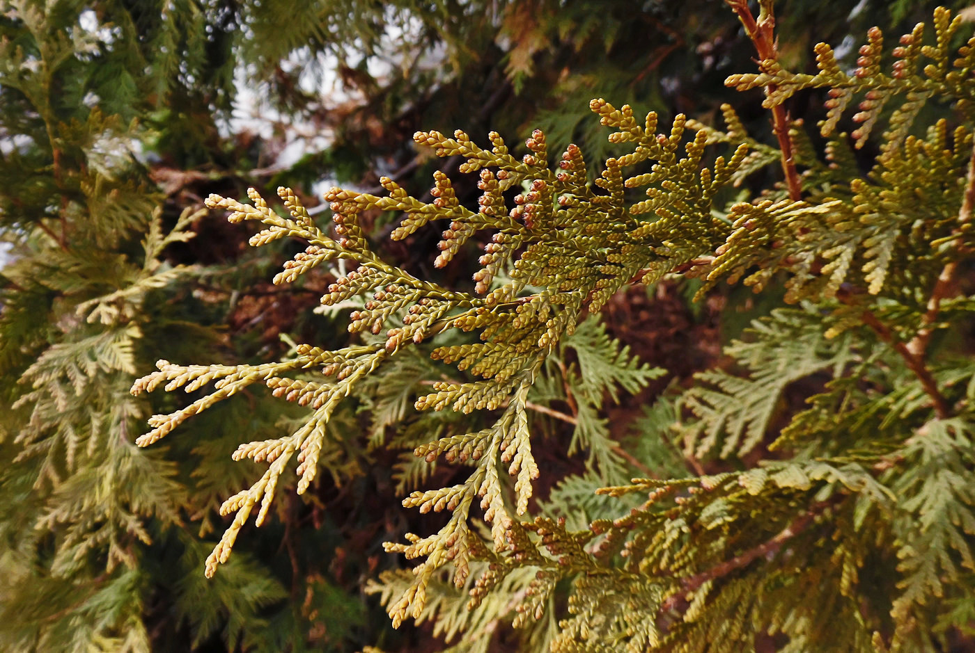 Image of Thuja occidentalis specimen.