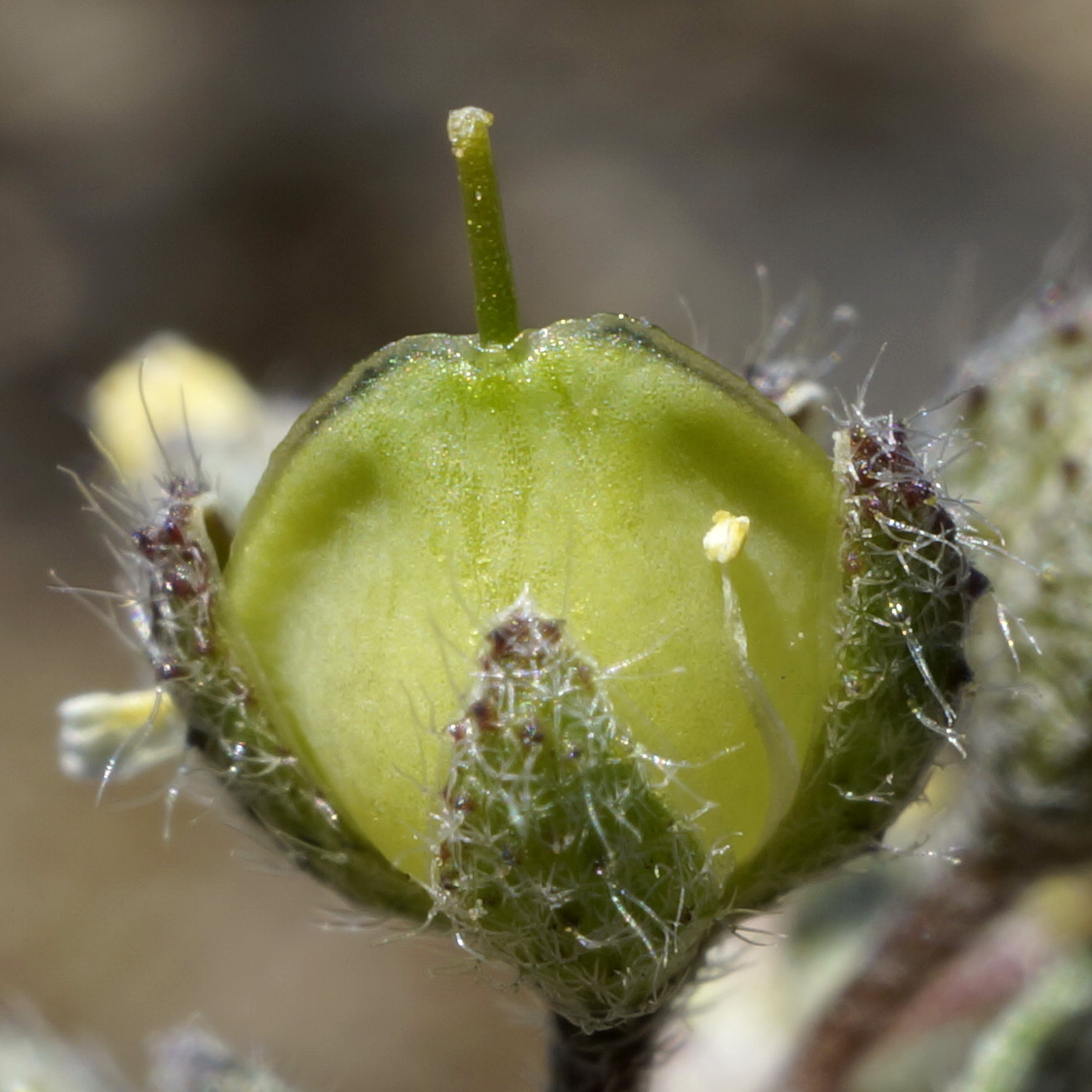 Image of Alyssum smyrnaeum specimen.