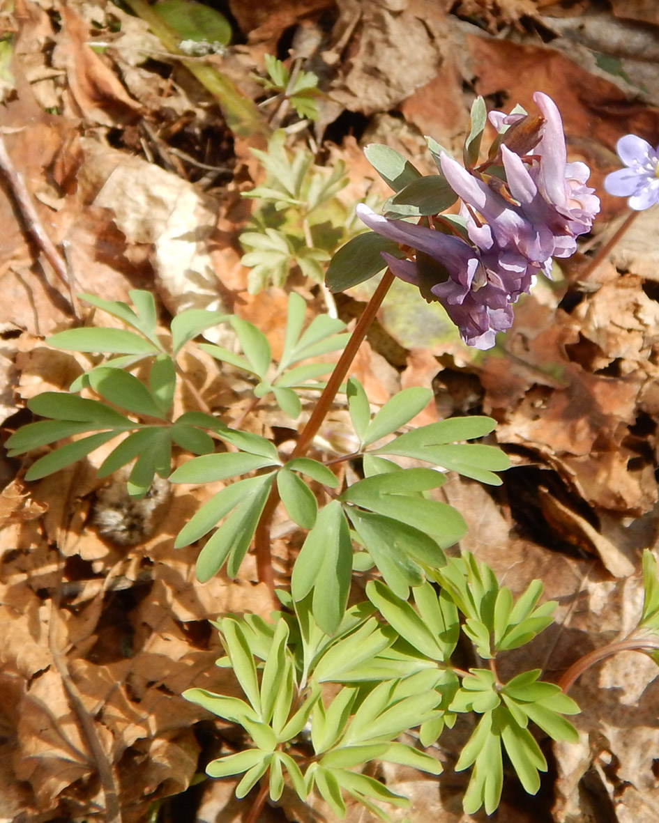 Изображение особи Corydalis solida.