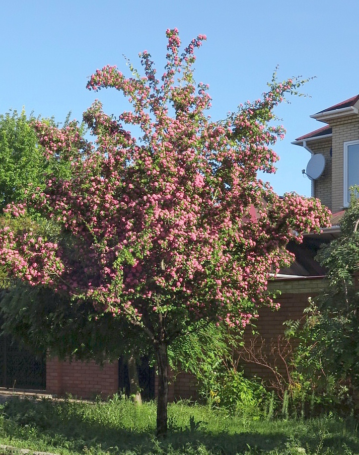 Изображение особи Crataegus &times; media.