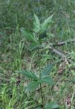 Vincetoxicum scandens