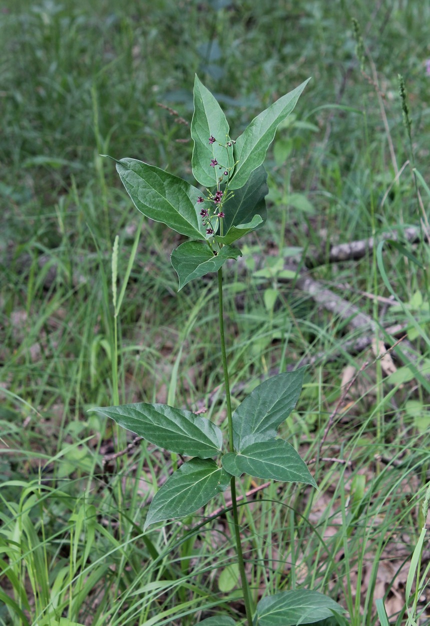 Image of Vincetoxicum scandens specimen.