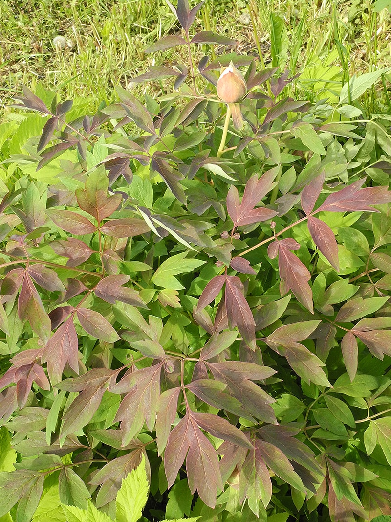 Image of Paeonia suffruticosa specimen.