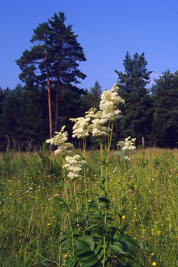 Изображение особи Filipendula ulmaria.