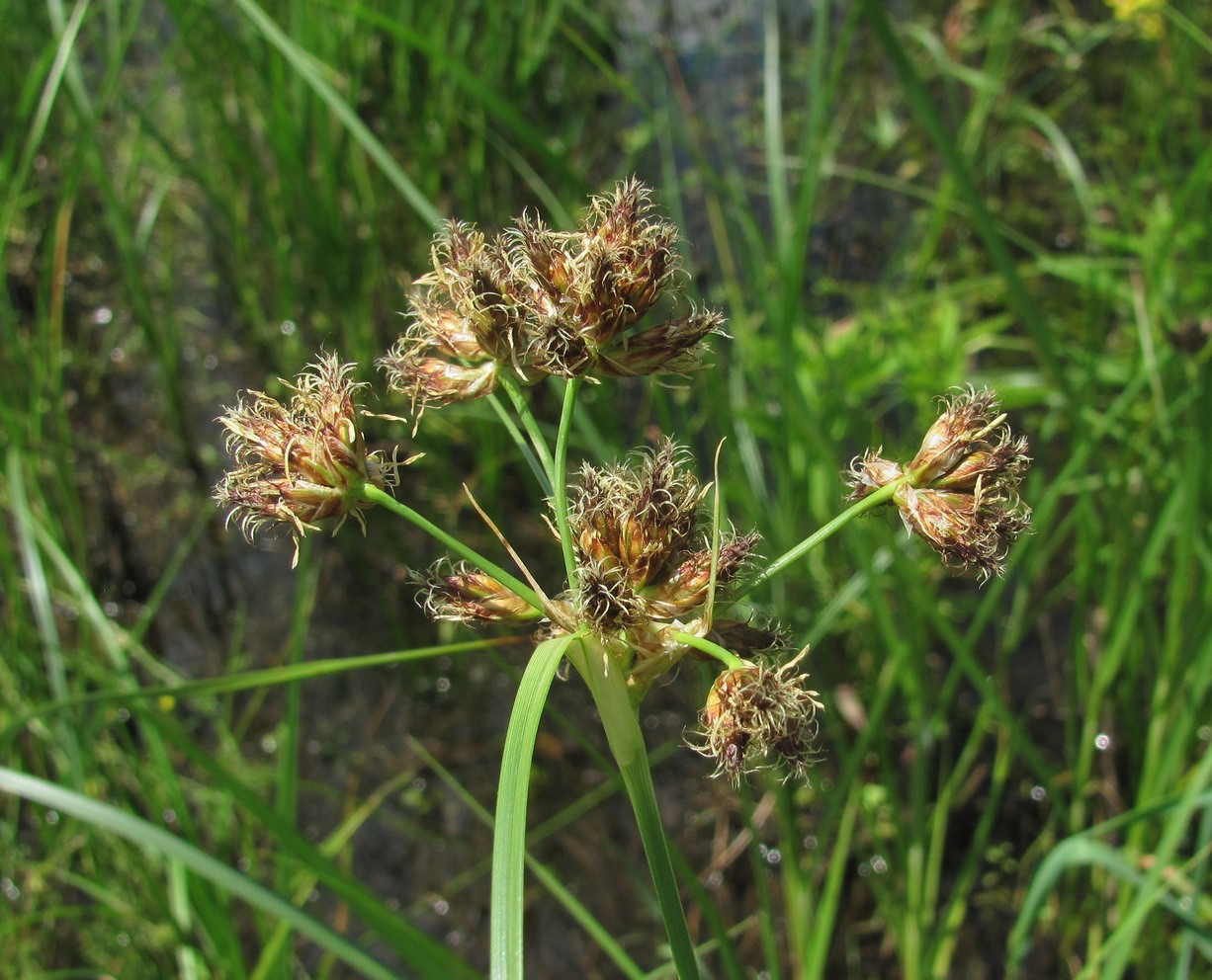 Image of genus Bolboschoenus specimen.