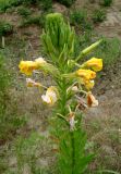 Oenothera biennis. Верхушка цветущего растения. Республика Адыгея, Красногвардейский р-н, аул Хатукай, пойма р. Кубань, расчищенное для добычи песка методом гидронамыва место. 18.06.2017.