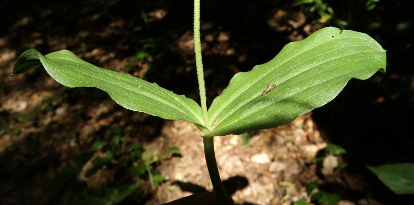 Изображение особи Listera ovata.