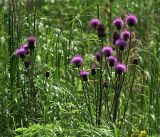 Cirsium heterophyllum. Цветущие растения. Московская обл., Раменский р-н, окр. ж.-д. платформы Хрипань, просека под ЛЭП. 04.07.2017.