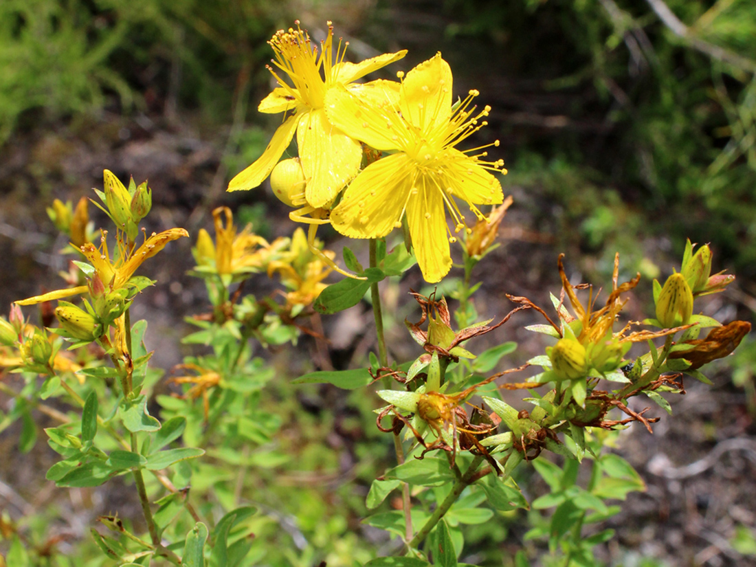 Image of Hypericum perforatum specimen.