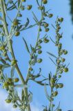 Artemisia absinthium