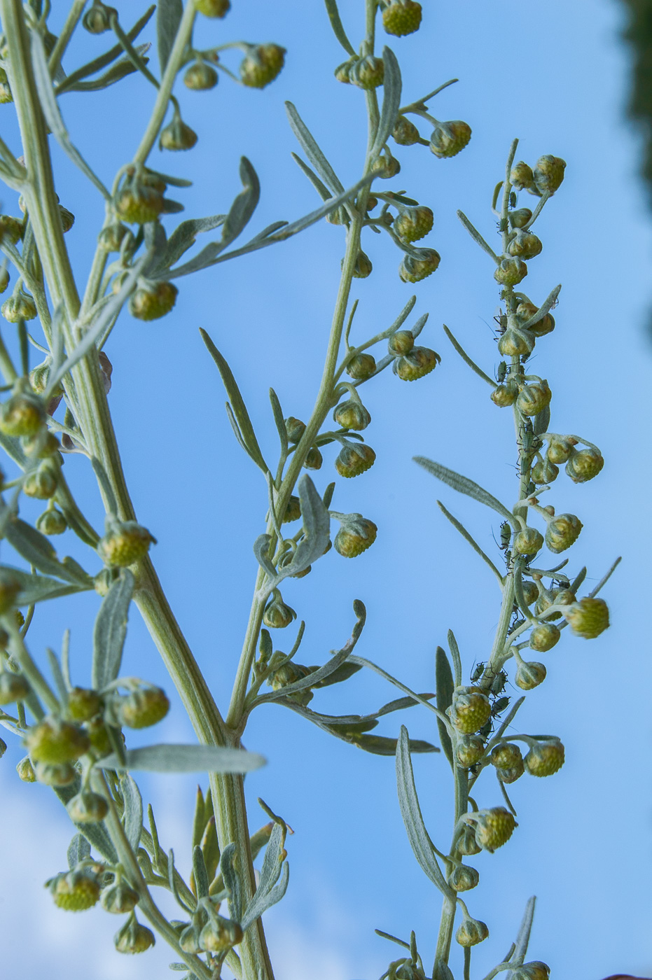 Изображение особи Artemisia absinthium.