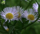 Erigeron annuus ssp. lilacinus