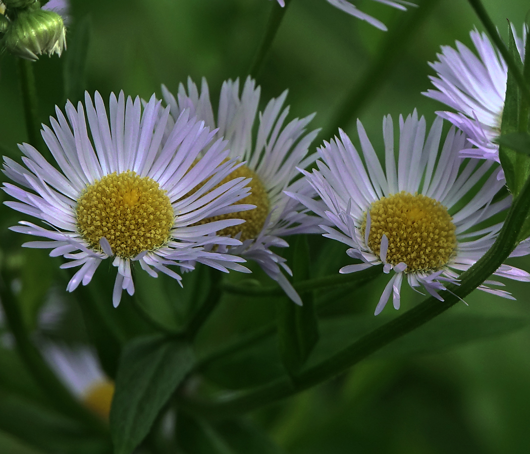 Image of Erigeron annuus ssp. lilacinus specimen.