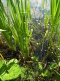 Alisma plantago-aquatica