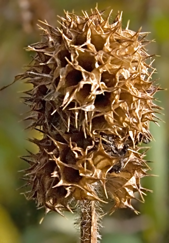 Image of Leonurus quinquelobatus specimen.