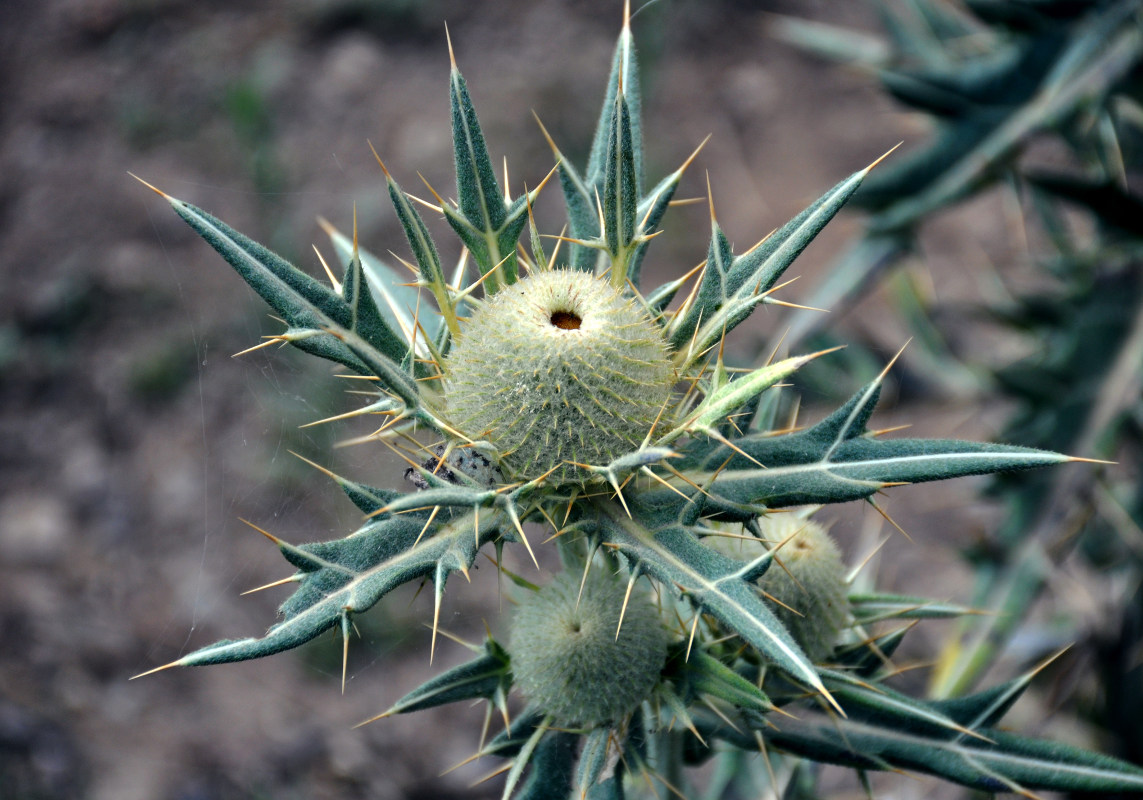 Изображение особи Cirsium turkestanicum.