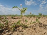 Astragalus filicaulis